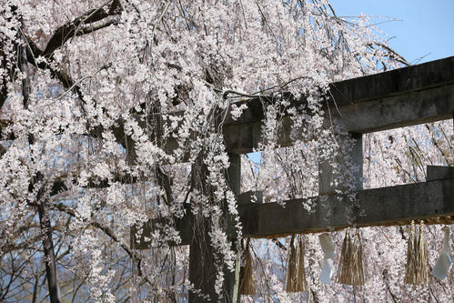 鳥居を覆うように咲き乱れる大石神社のしだれ桜（撮影・河野匠）