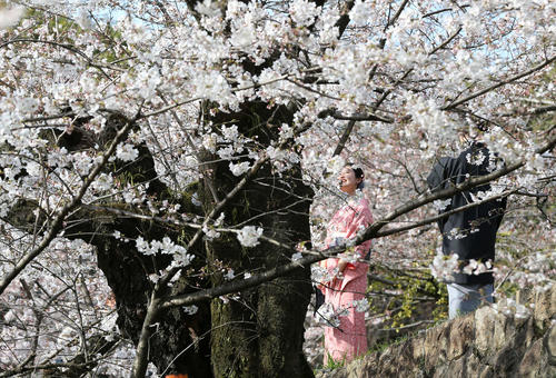 蹴上インクラインの桜の下で笑顔を見せる着物姿のカップル　（撮影・河野匠）