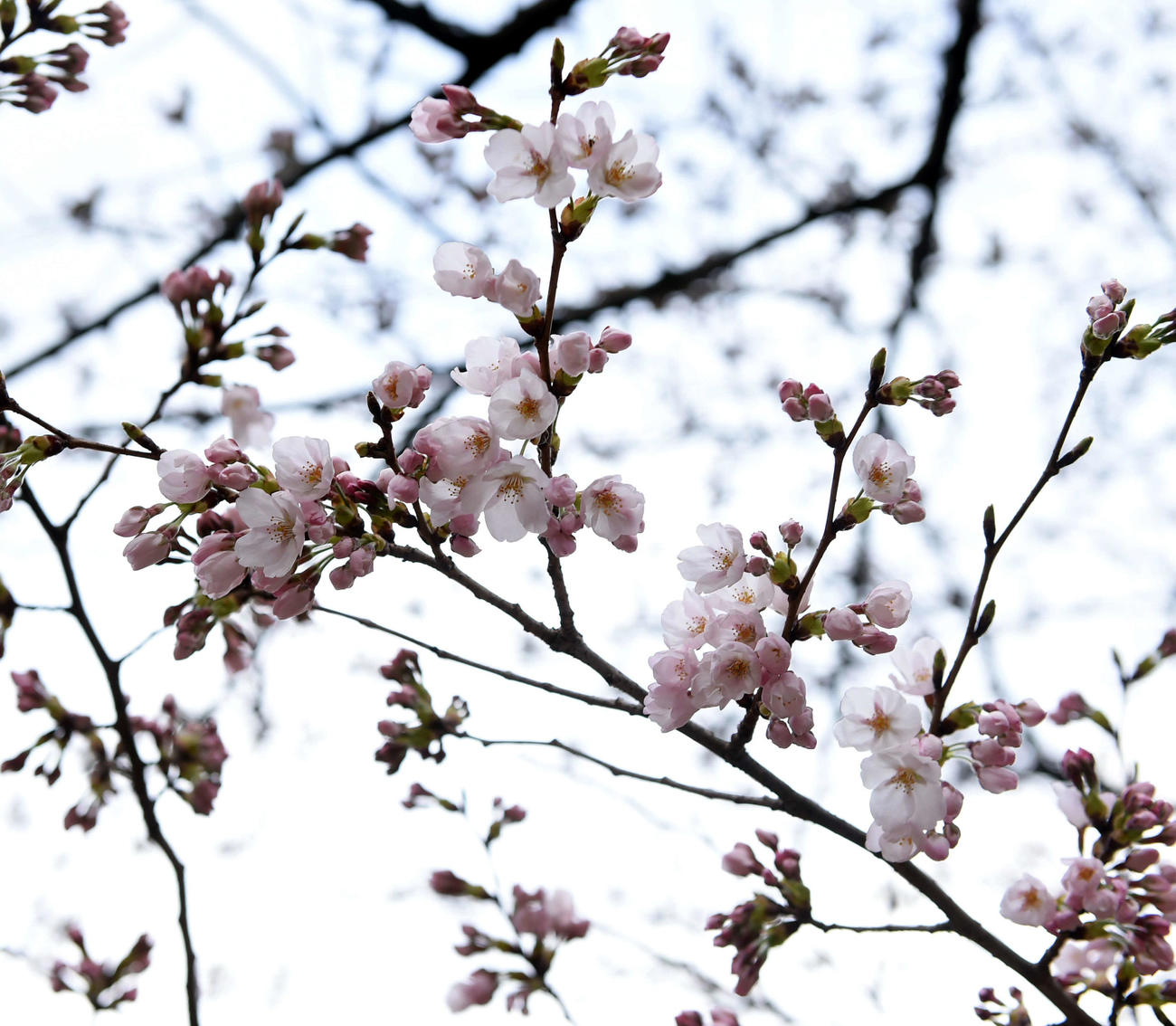 仙台市内の榴岡公園にある桜も開花し始めた