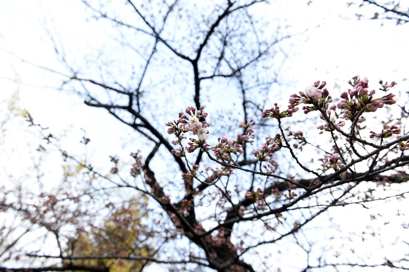 仙台市内の榴岡公園でも桜が開花し始めた（撮影・山田愛斗）