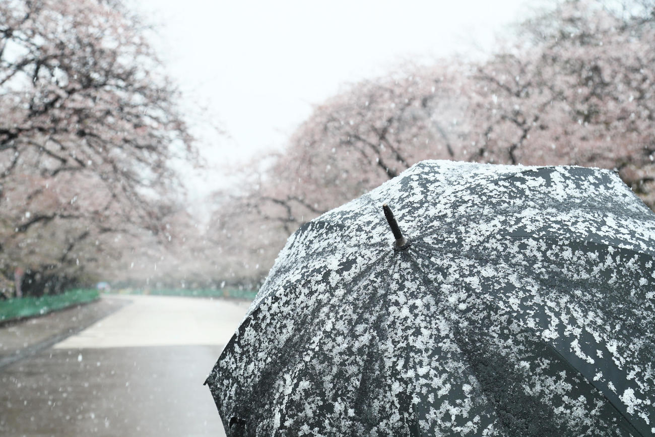 雪の降る上野公園（撮影・足立雅史）
