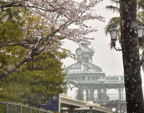 満開の桜の中、雪が舞うディズニーランドの入場口にある時計（撮影・柴田隆二）