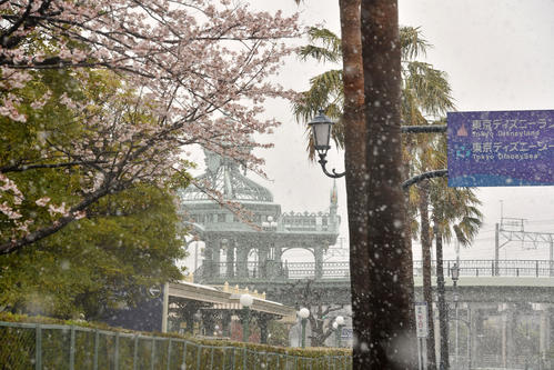 満開の桜の中、雪が舞うディズニーランドの入場口にある時計（撮影・柴田隆二）