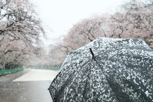 雪の降る上野公園（撮影・足立雅史）