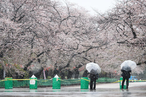 一部が通行止めとなっている上野公園の桜並木を規制の外から見つめる人（撮影・足立雅史）