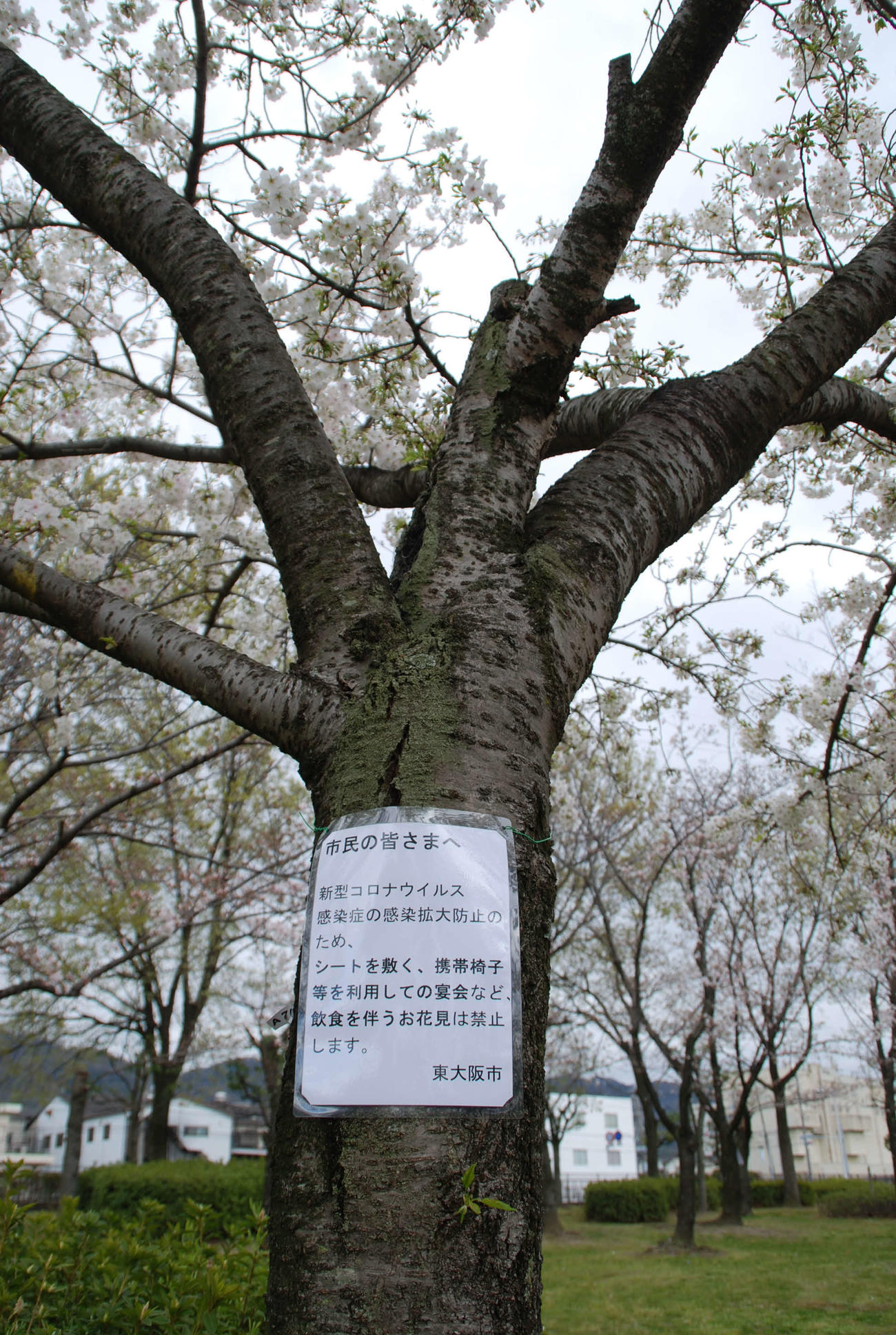 花園中央公園の桜に掲示された「飲食を伴う花見は禁止」を伝える貼り紙（撮影・松浦隆司）