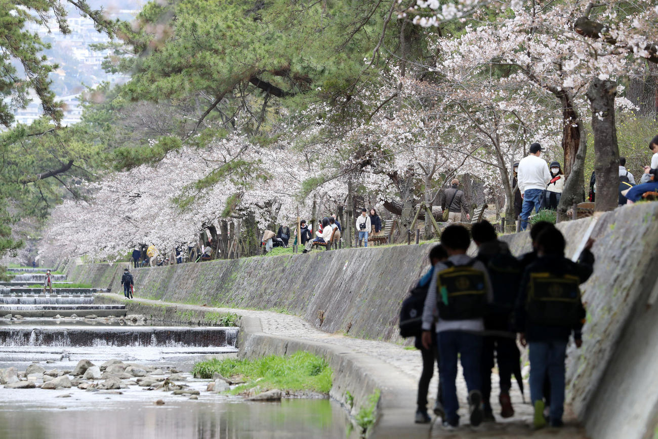 兵庫のお花見スポット 夙川さくら道 を歩いてみた 社会写真ニュース 日刊スポーツ