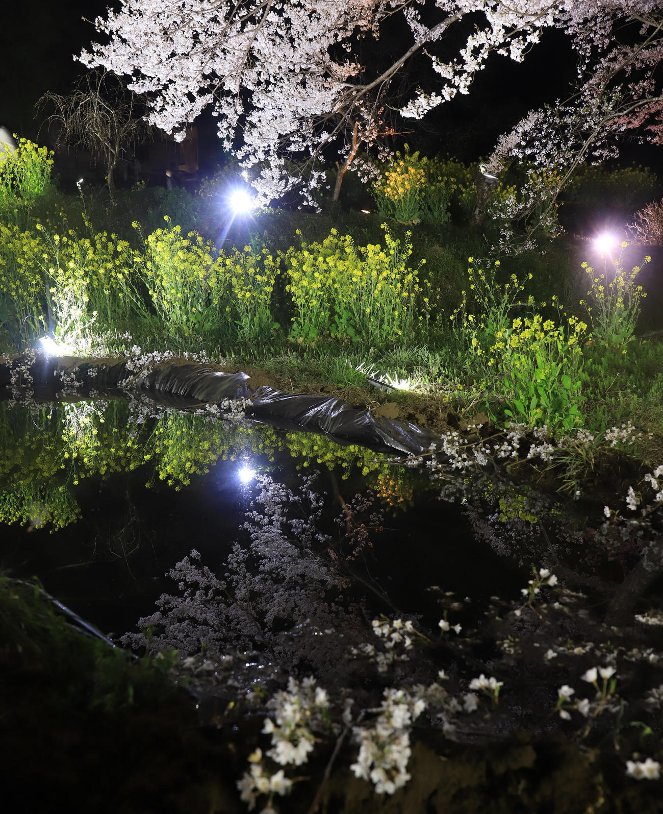 時間帯によってさまざまな表情を見せる「淡墨桜」。木の下にたまる池をのぞき込むとライトアップされた桜の花が水面に浮かび上がり幻想的な瞬間をつくりだす（撮影・垰建太）