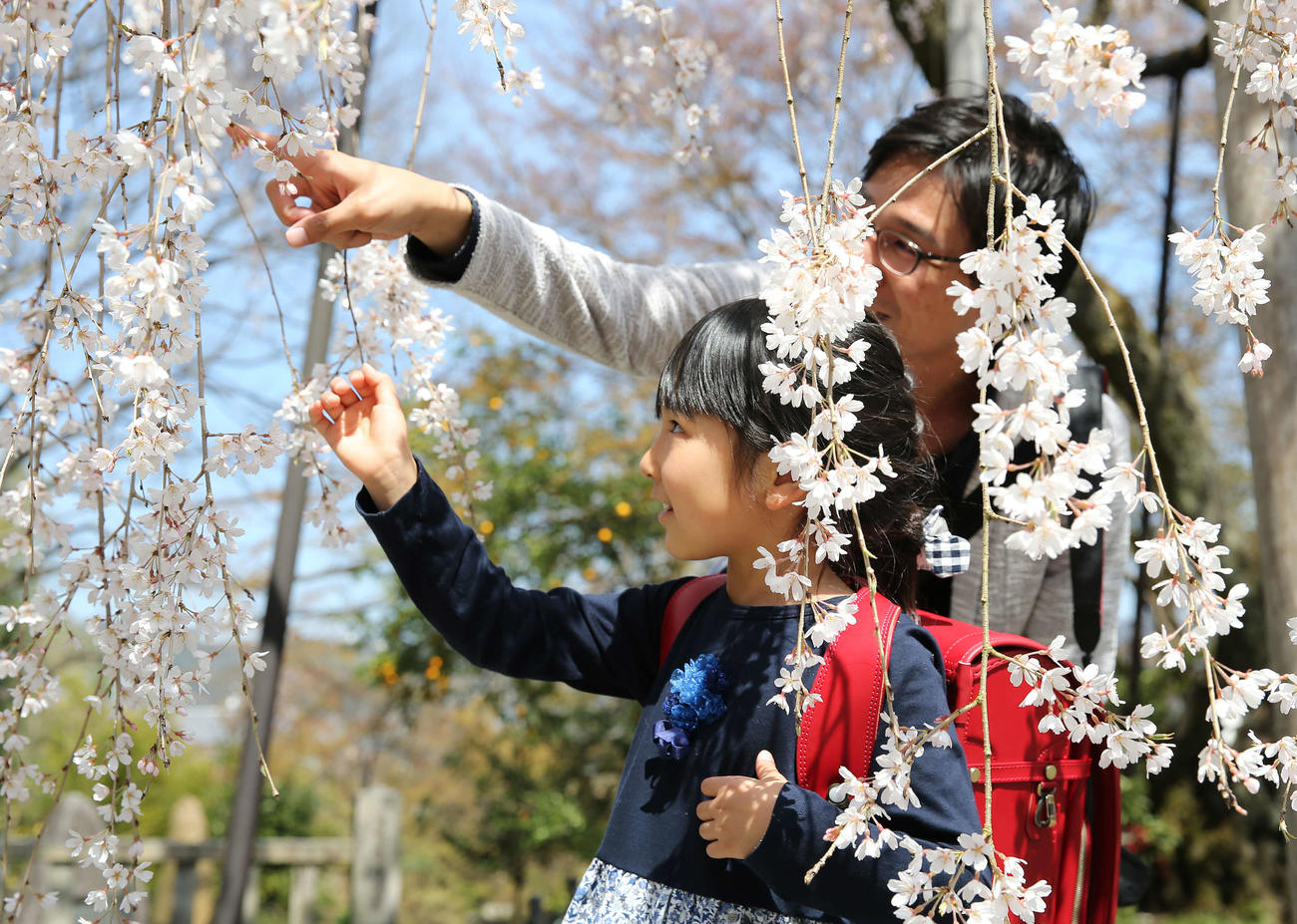 大石神社で桜を楽しむ三幣佳穂ちゃん（手前）と父剛史さん