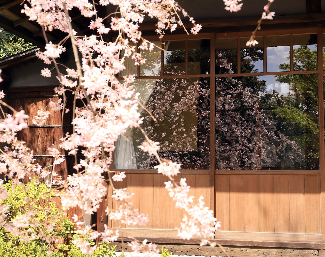 「壺中庵」の小窓にはしだれ桜が映り込み風情を感じさせる