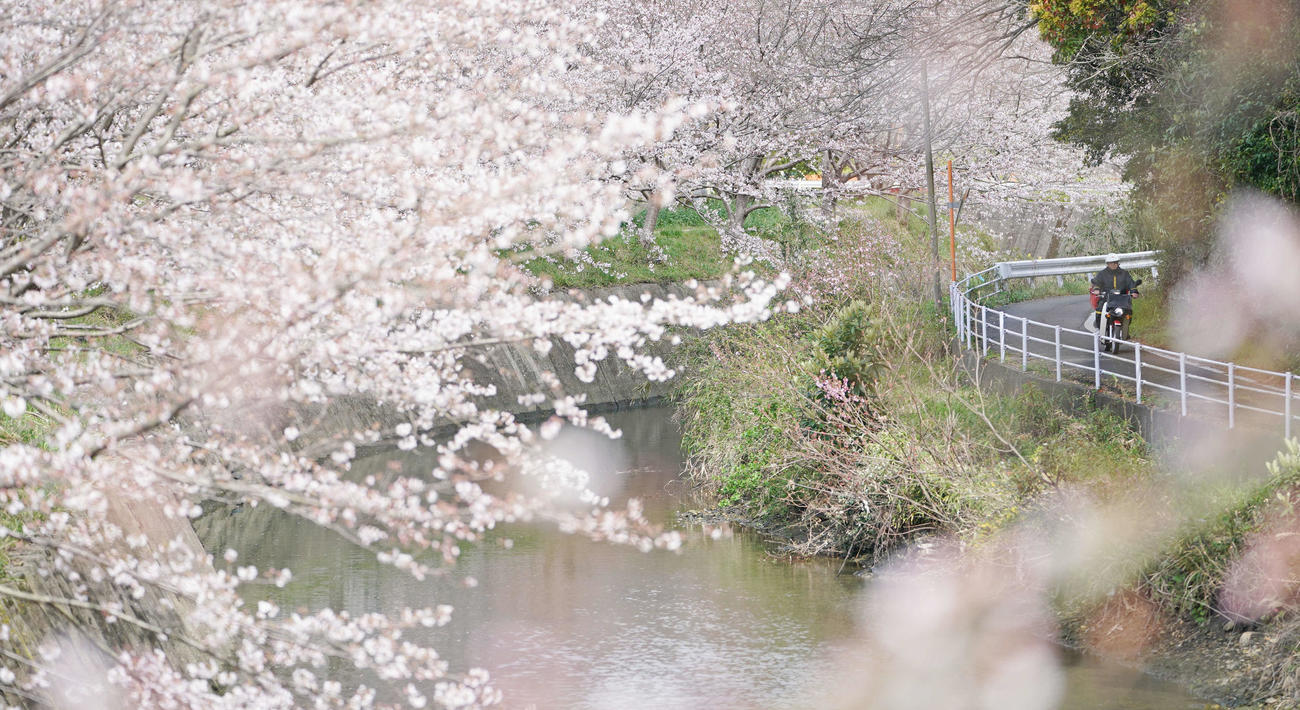 国道382号は対馬から南の壱岐島を通り、佐賀県唐津市へとつながる。国道沿いの美しい桜並木もきっと、島を越えて続いているのだろう（撮影・加藤諒）