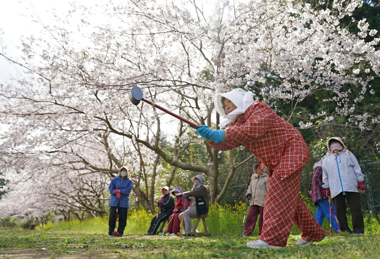 満開の桜と菜の花が四方を囲む久須保地区の広場でグラウンドゴルフに興じるお年寄りたち（撮影・加藤諒）