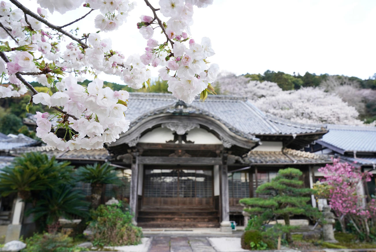 室町時代から約500年続く西山寺の境内と裏山には、代々の住職が植えたという桜が咲く