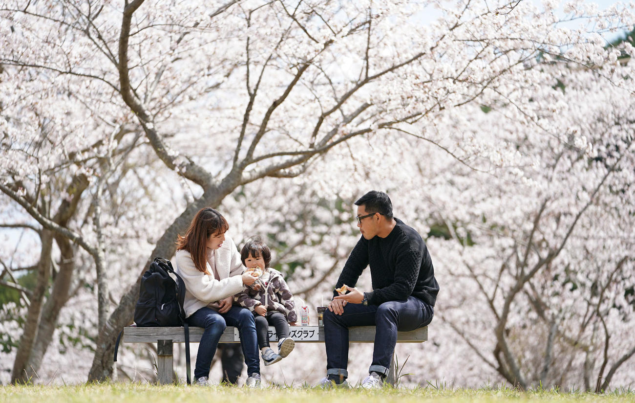 鶏知ダムの桜並木の下で家族団らんを楽しむのは、福本孝二郎さん（31）。仕事の関係で6年ほど前に対馬に引っ越してきた。鶏知ダムに咲き誇るピンクの空を見上げ、「これ、さくらだよ！」と得意げに指差した