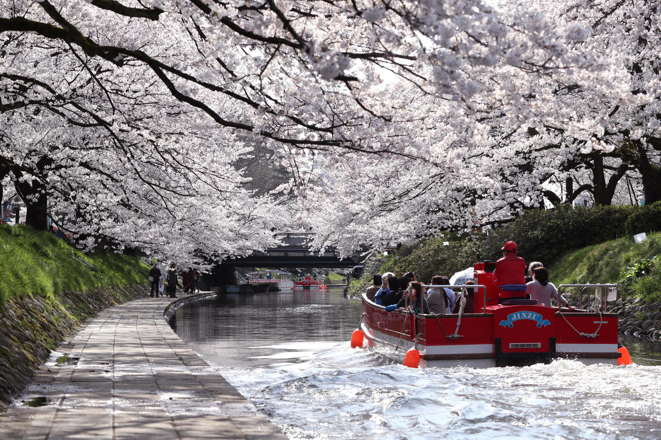 満開を迎えた桜のトンネルの真下を通過する遊覧船