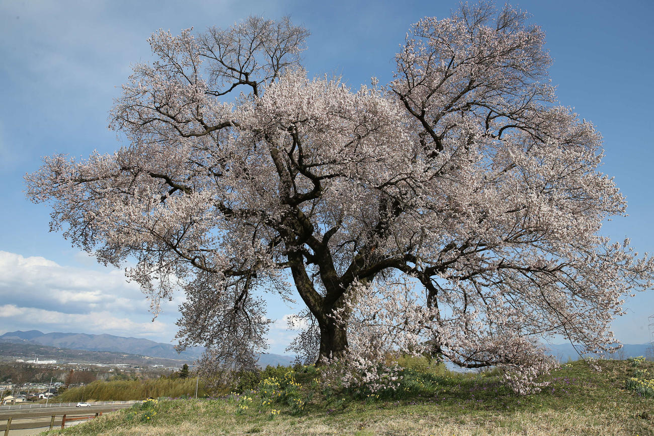 畑の中で1本、力強く咲くわに塚の桜（撮影・河野匠）