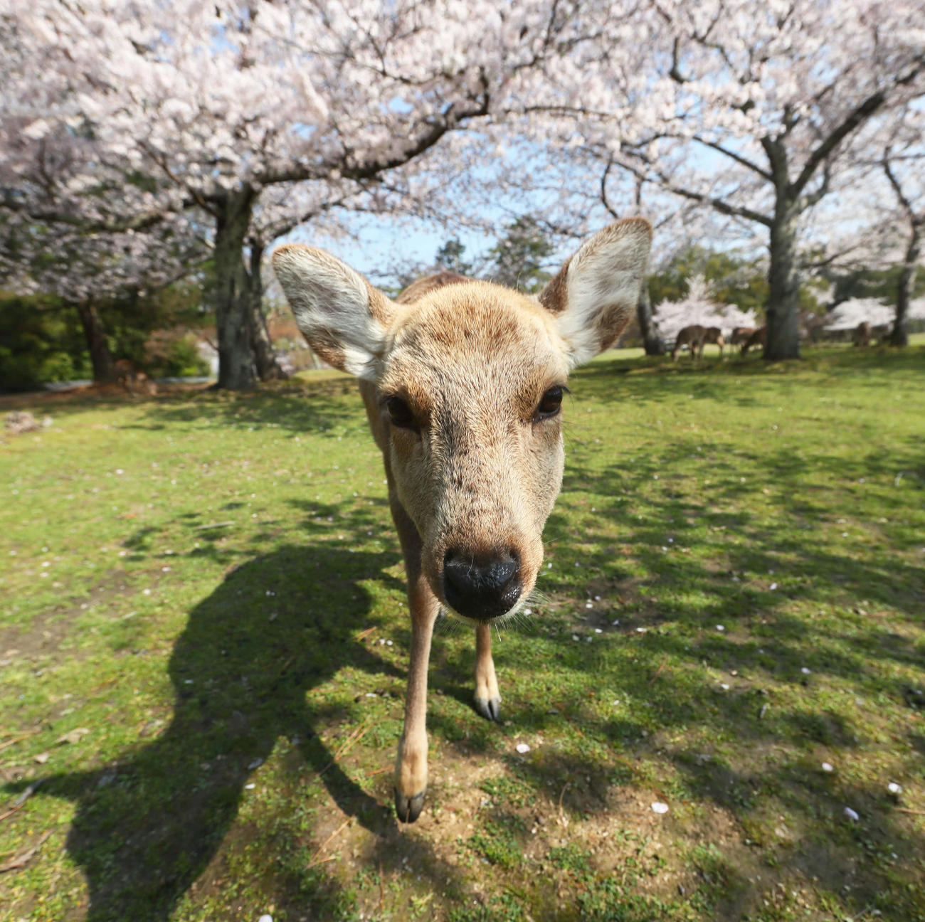 満開の桜の下、カメラに興味津々の奈良公園の鹿