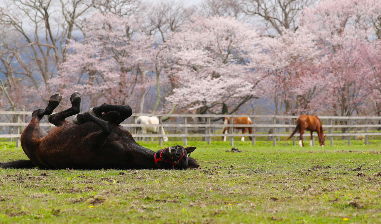桜並木が見頃を迎えた優駿さくらロードのそばでリラックスした様子の馬（撮影・垰建太）
