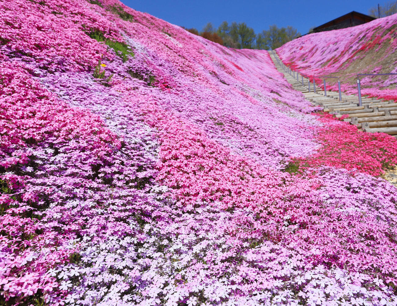 色鮮やかに見頃を迎えたひがしもこと芝桜公園の芝桜（撮影・垰建太）