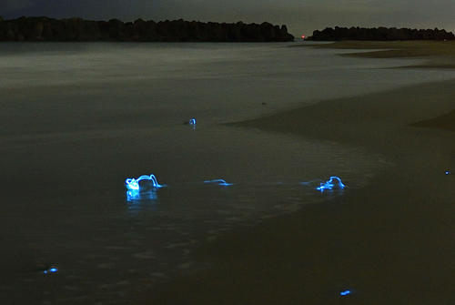 浜辺に打ち上げられ青く光るホタルイカ　（撮影・滝沢徹郎）