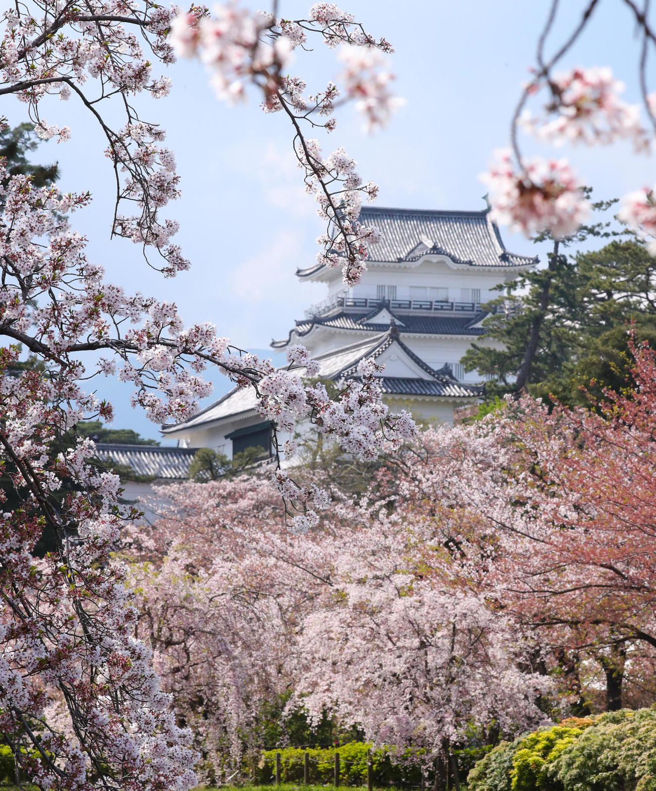 日中の光を受け色鮮やかなグラデーションを見せる小田原城の桜（撮影・垰建太）