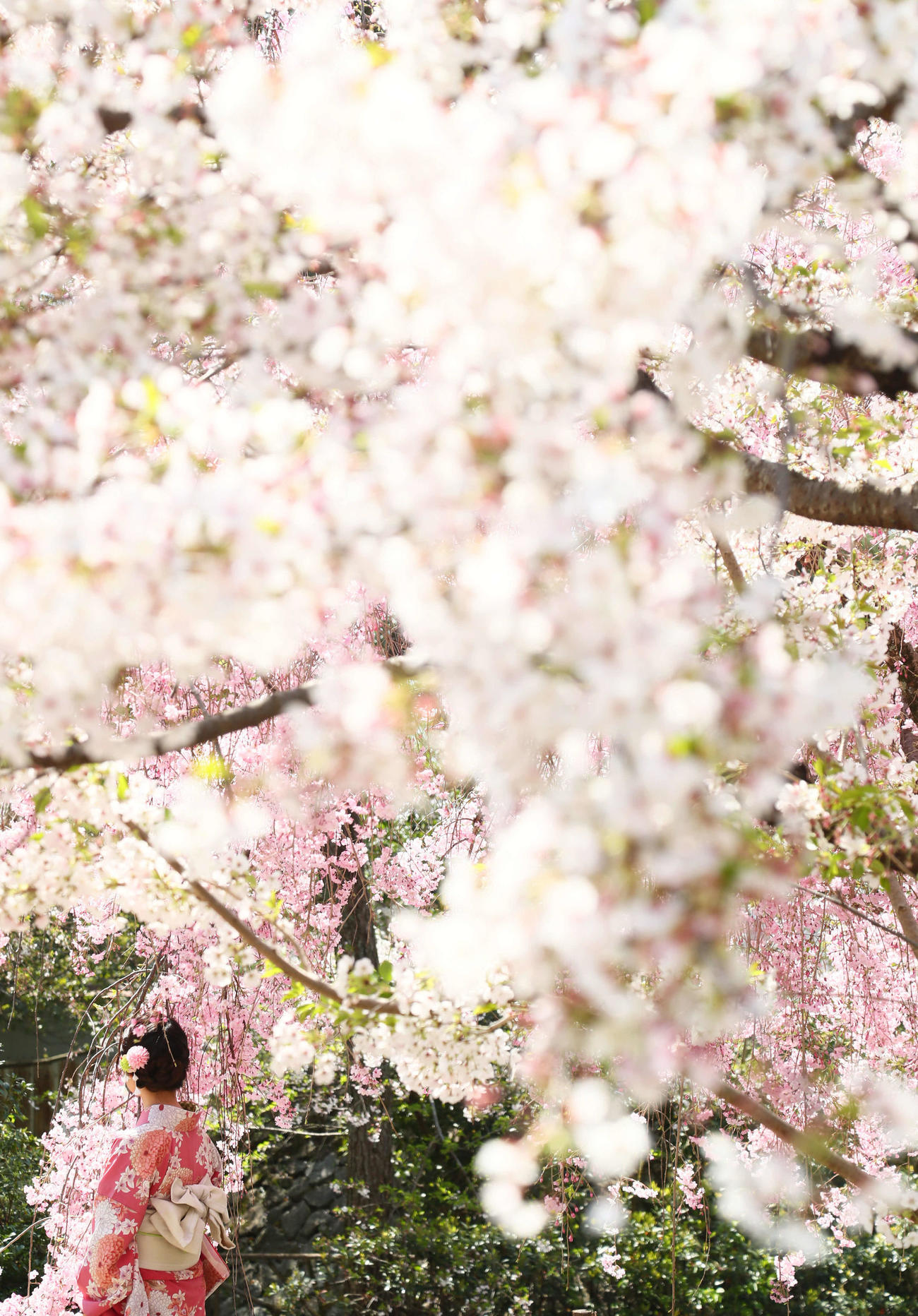 京都の桜が着物の女性を優しく包み込んだ（撮影・足立雅史）