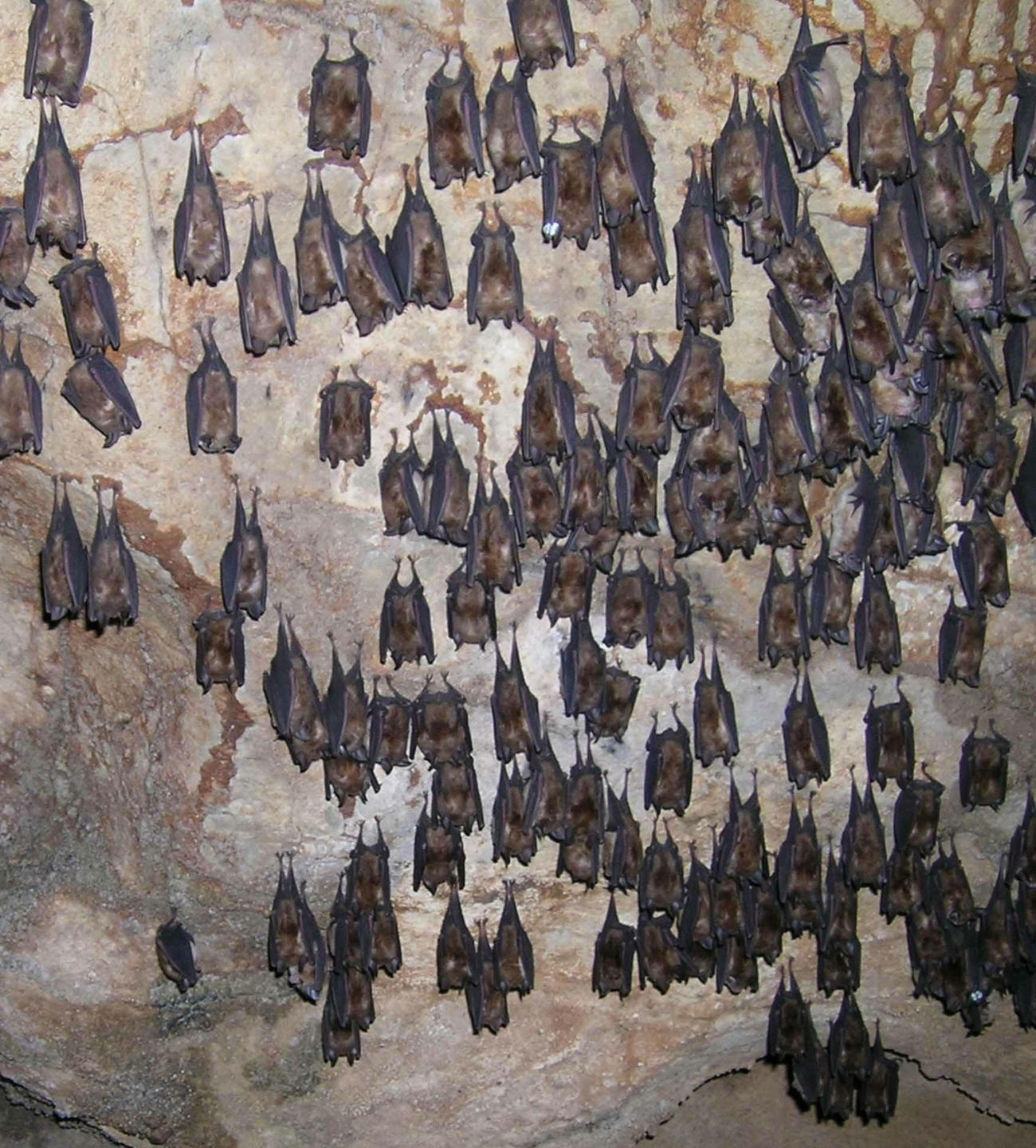 新型コロナウイルスの原因とされるコウモリの群れ。3密の条件がそろう洞窟内でウイルスが培養されている可能性が高い