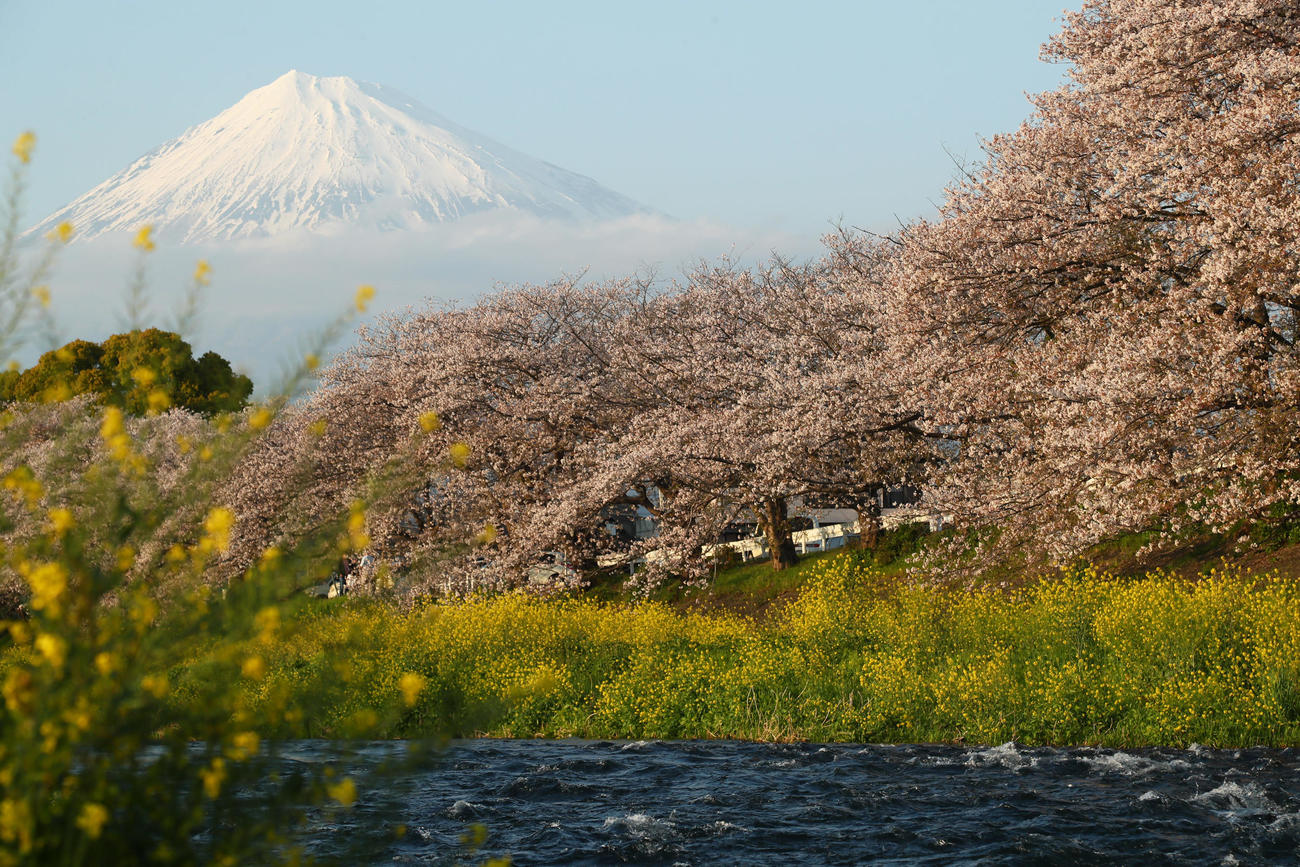 富士山を背に咲き誇る桜（撮影・足立雅史）