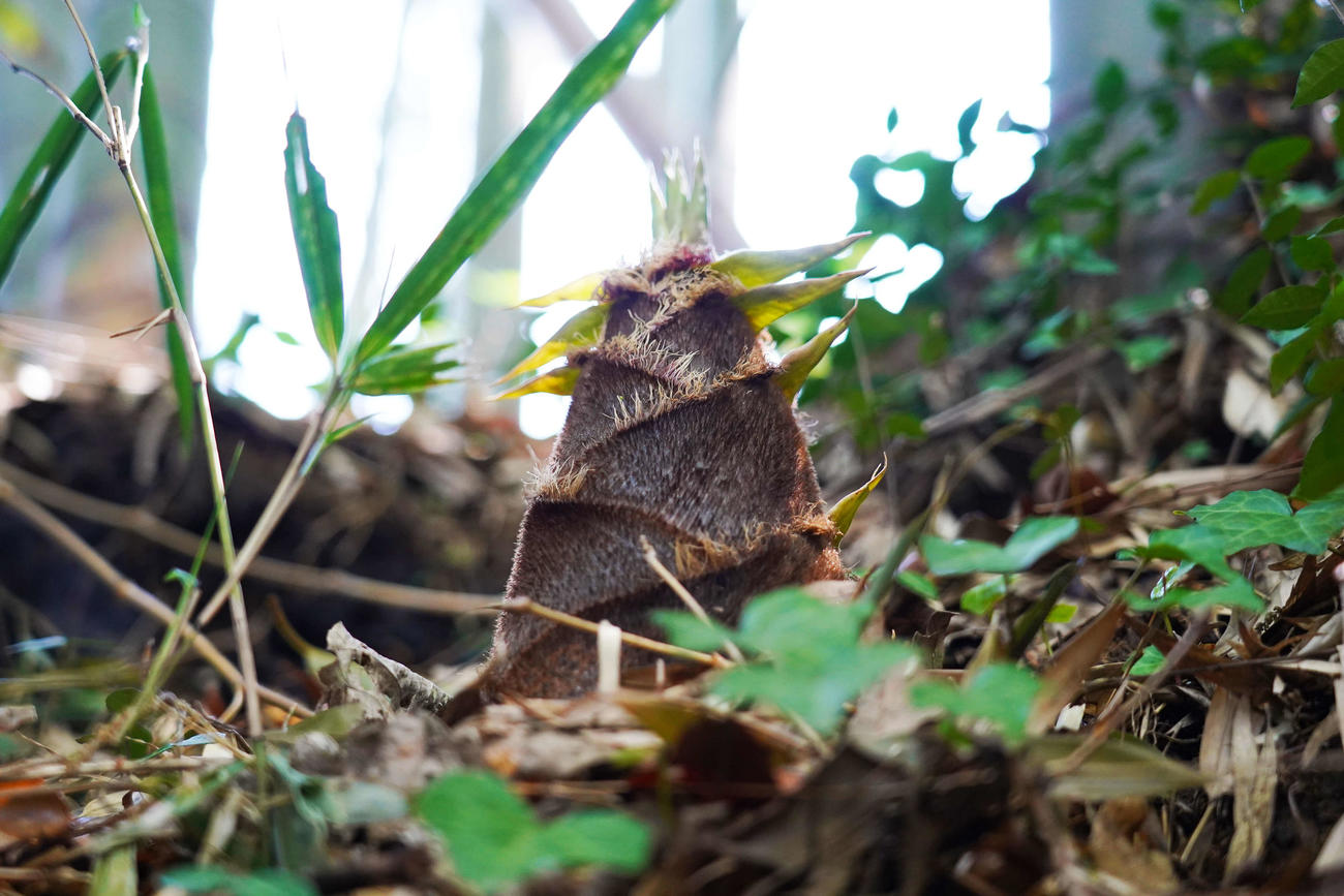 竹林に生えるタケノコ（撮影・江口和貴）