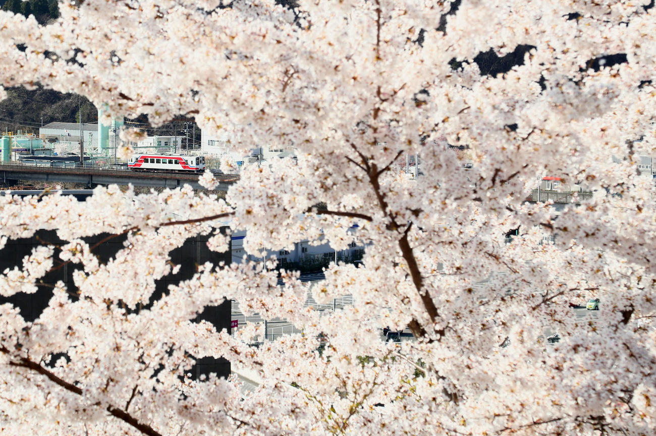 釜石薬師公園の桜に包まれるように走る三陸鉄道（撮影・足立雅史）
