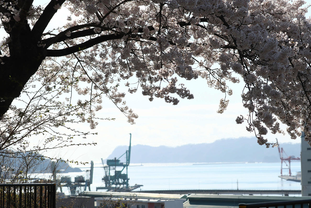 桜咲く釜石薬師公園から釜石港を望む（撮影・足立雅史）