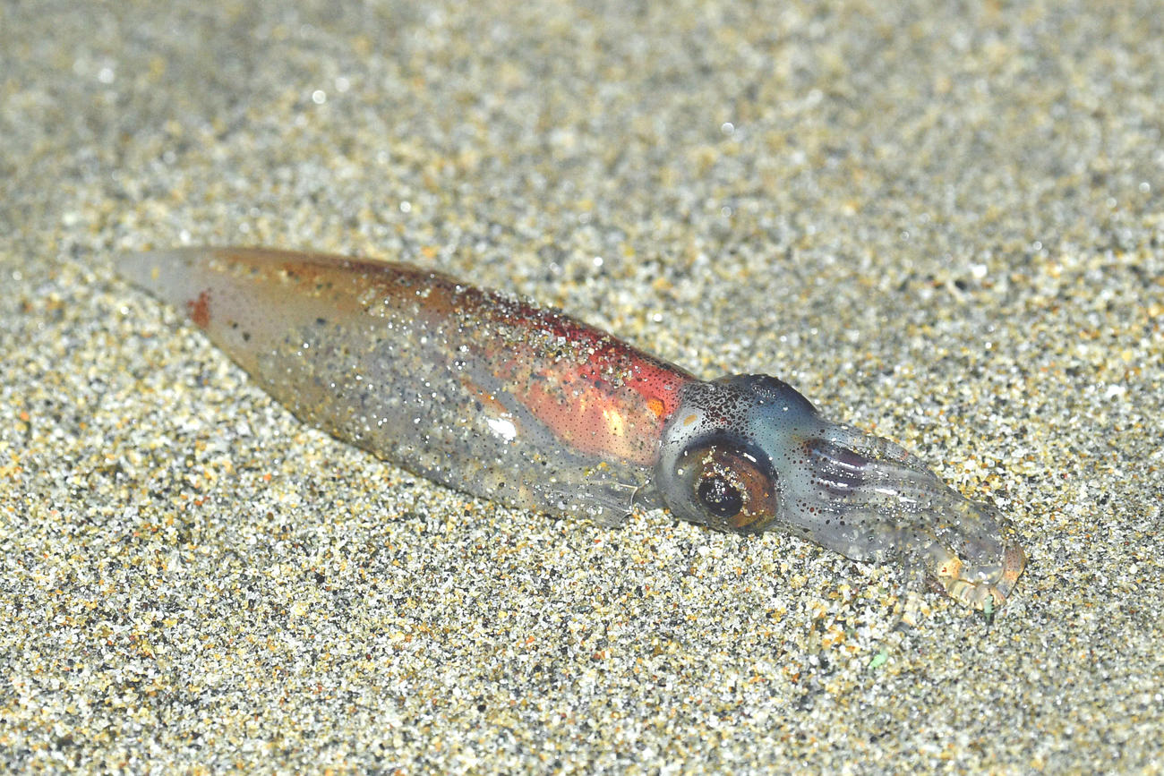 浜辺に打ち上げられ息絶えたホタルイカ（撮影・滝沢徹郎）
