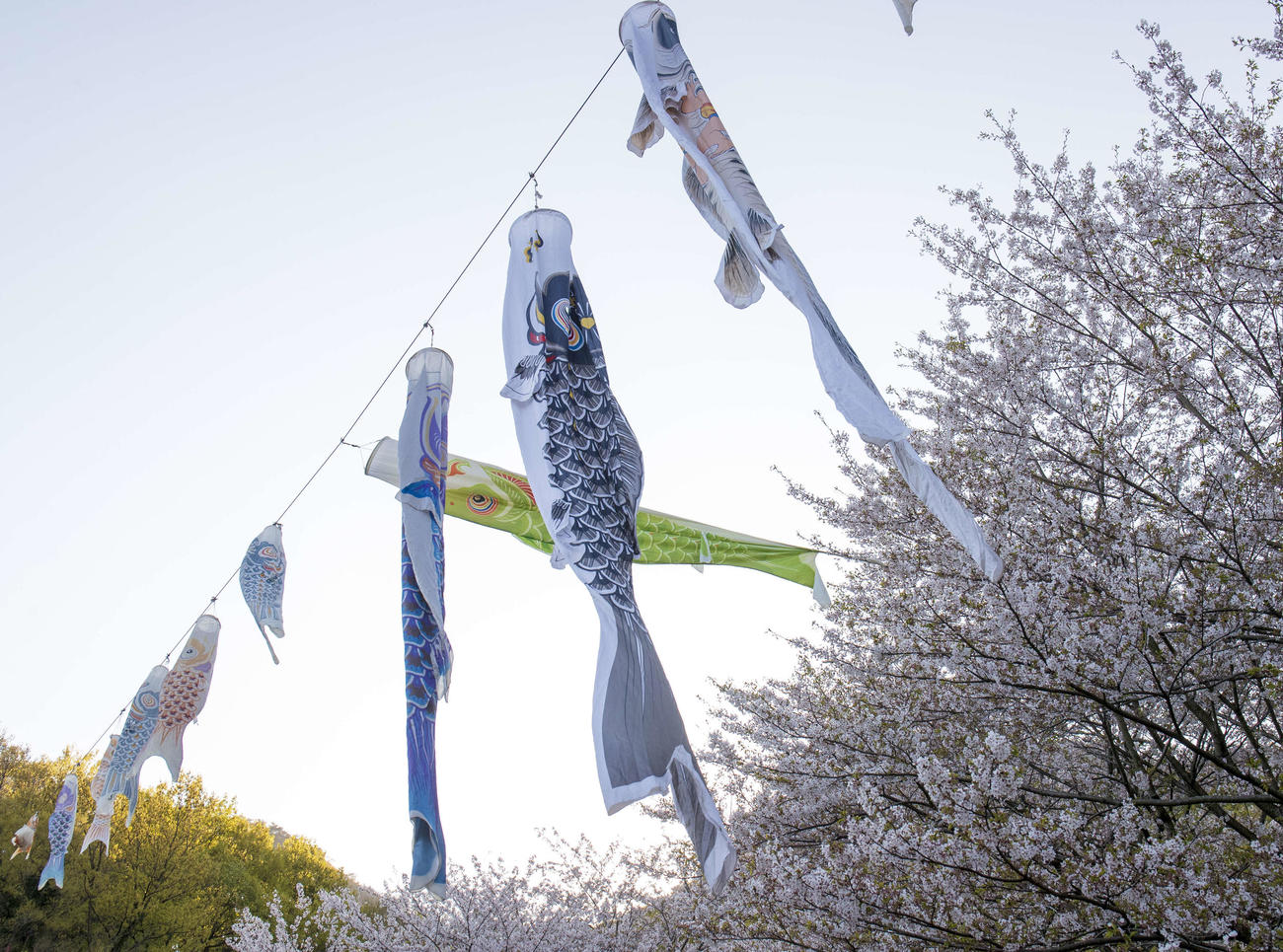 桜の木に釣られているように絡んでいたこいのぼり（撮影・江口和貴）