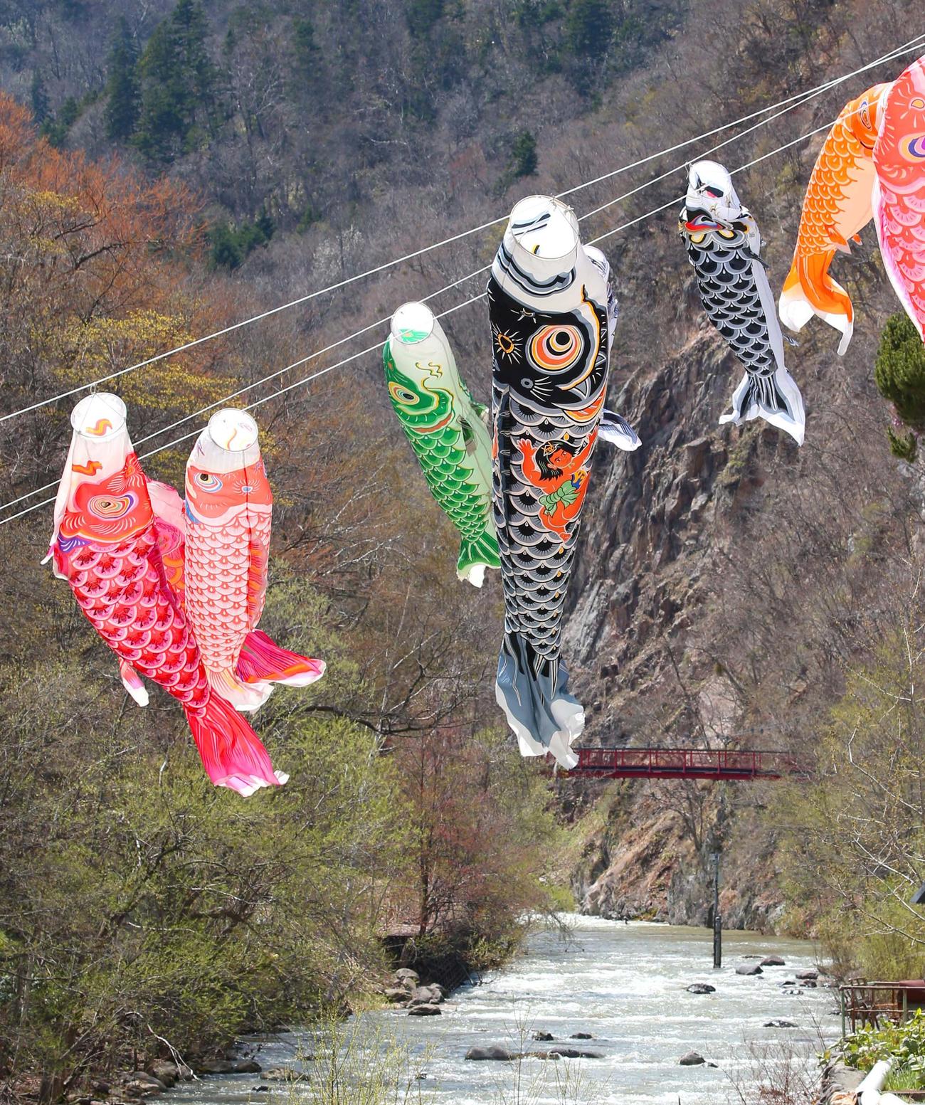 定山渓温泉渓流コイのぼり　春を迎え定山渓温泉の渓谷で優雅に泳ぐ鯉のぼり（撮影・黒川智章）