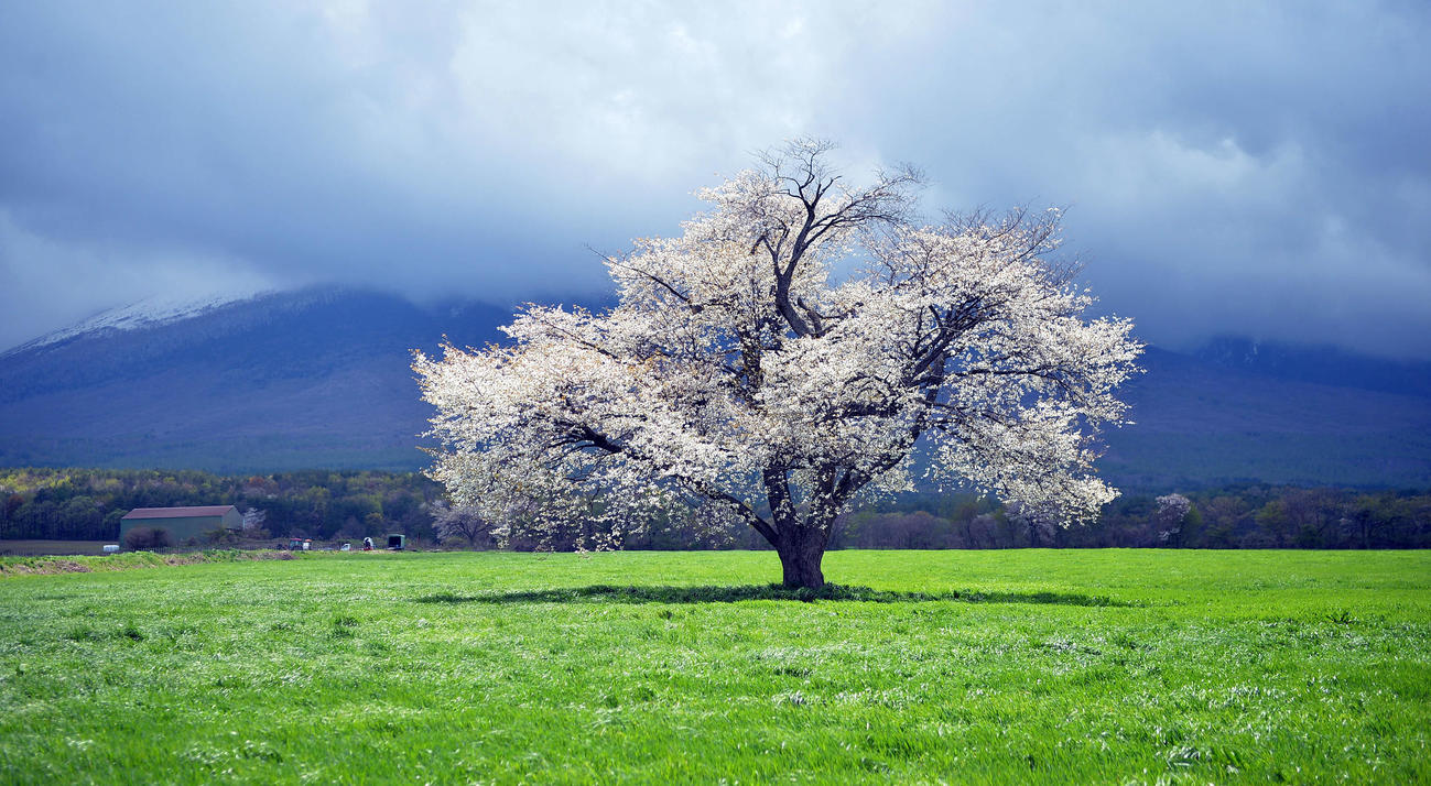 11日、雲がかかって幻想的な雰囲気の岩手山をバックに美しき咲き誇る上坊牧野の一本桜（撮影・鎌田直秀）