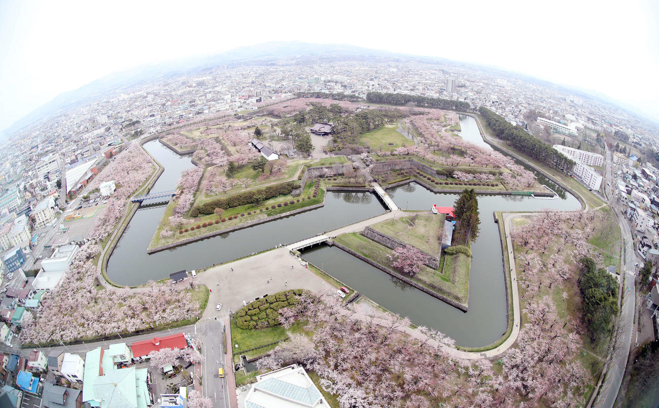 色づき始めた五稜郭公園のソメイヨシノ