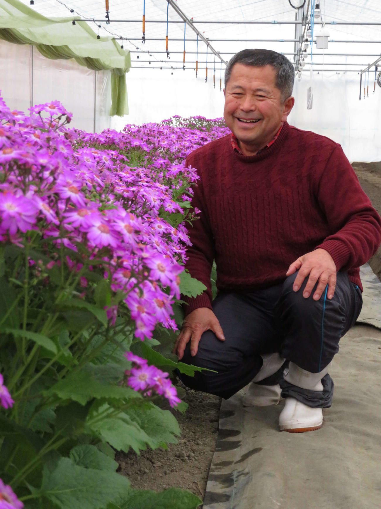 福島県浪江町でトルコギキョウを育てる川村博さん。この日はビニールハウスで、セネシオ（写真）などの手入れを行った