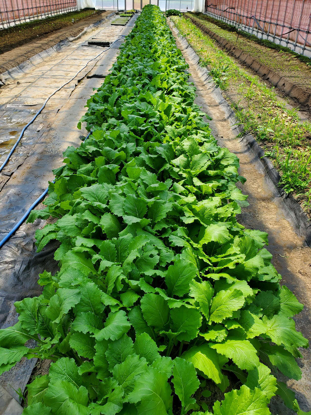 川村博さんがトルコギキョウ栽培用の土地に、一部野菜を作付けしている。写真はカブ（本人提供）