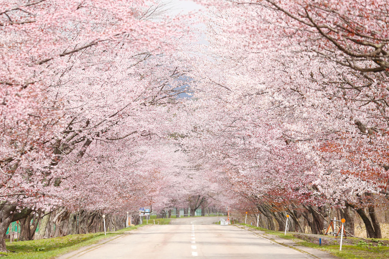 5月7日、桜並木が見頃を迎えた北海道・浦河町の優駿さくらロード（撮影・垰建太）
