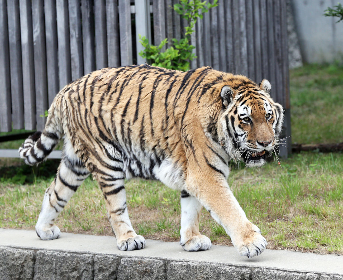 営業が再開された大阪・天王寺動物園では、アムールトラのセンイチが来園者に元気な姿を見せる（撮影・前田充）