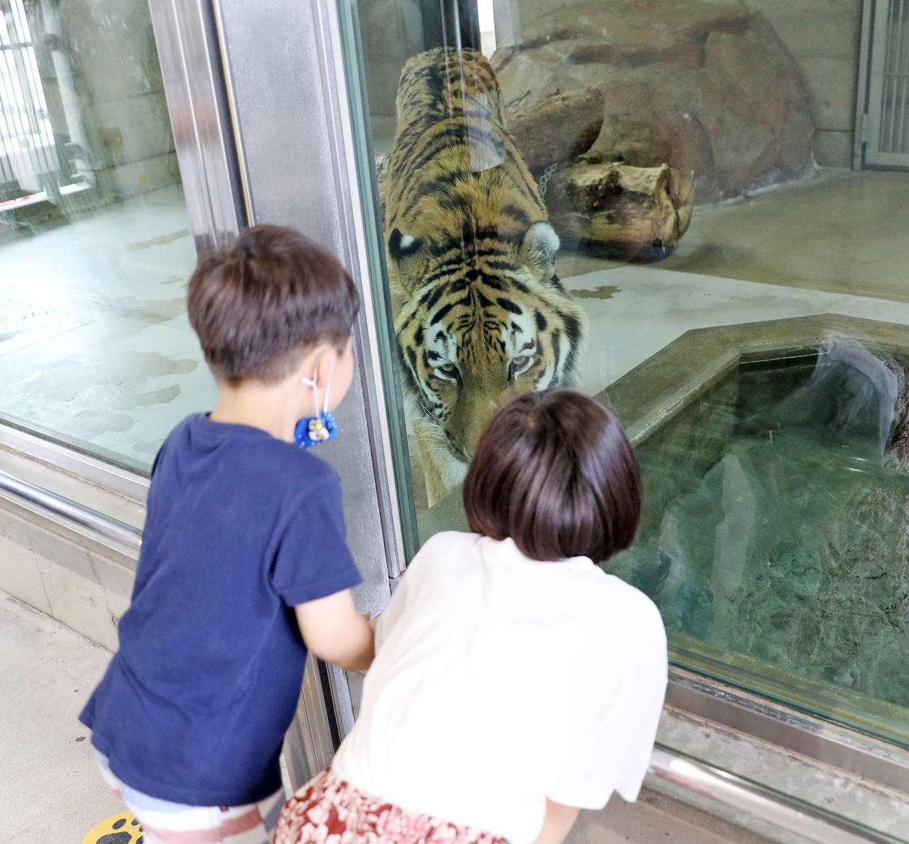 天王寺動物園では、アムールトラのセンイチの姿に見入る子どもたち（撮影・前田充）