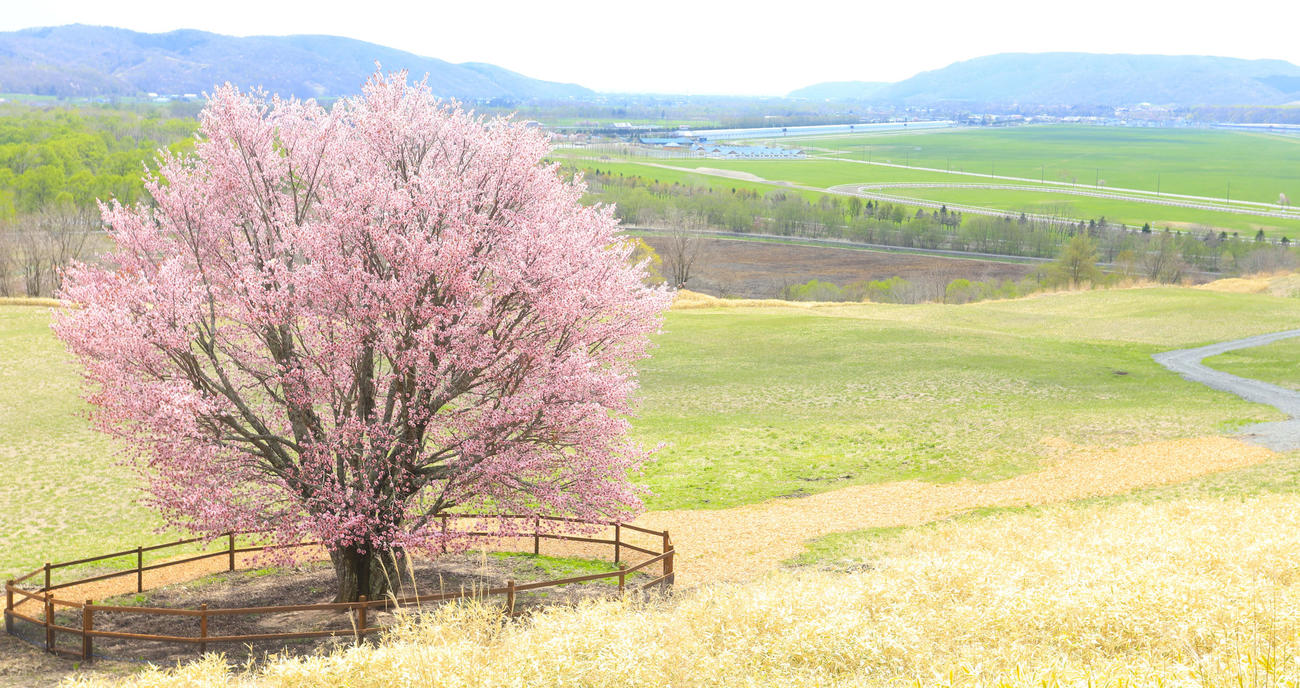 見頃を迎え鮮やかなピンク色に色づくおばけ桜（撮影・垰建太）