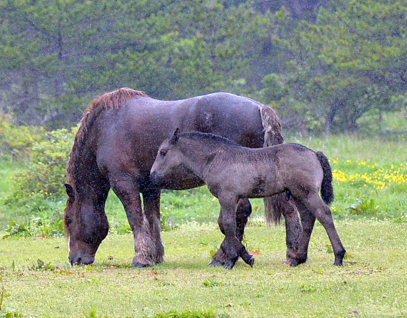 雨の中、林に囲まれた牧草地で寄り添う寒立馬の親子（撮影・鎌田直秀）