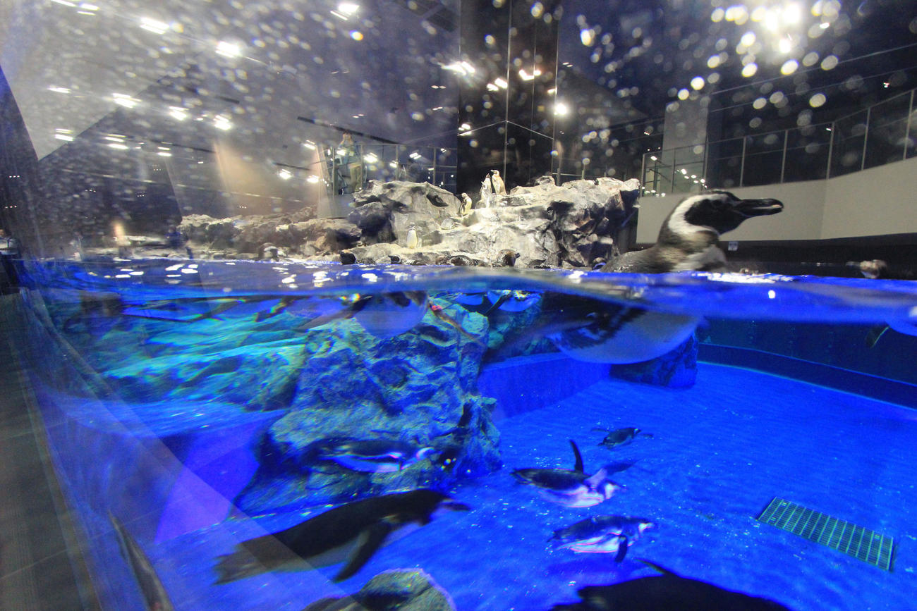 国内最大級のプール型水槽で泳ぐペンギン＝東京都墨田区のすみだ水族館（2012年5月10日撮影）
