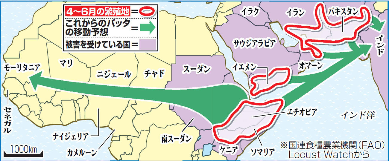 バッタの移動予想