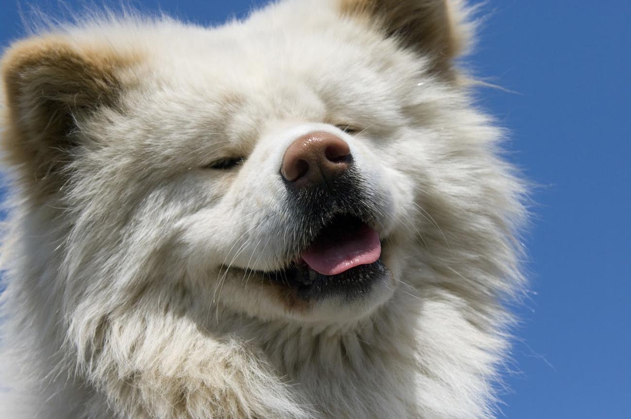 人気者だった秋田犬わさお（写真提供・わさおプロジェクト）　