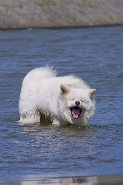 人気者だった秋田犬わさお（写真提供・わさおプロジェクト）　