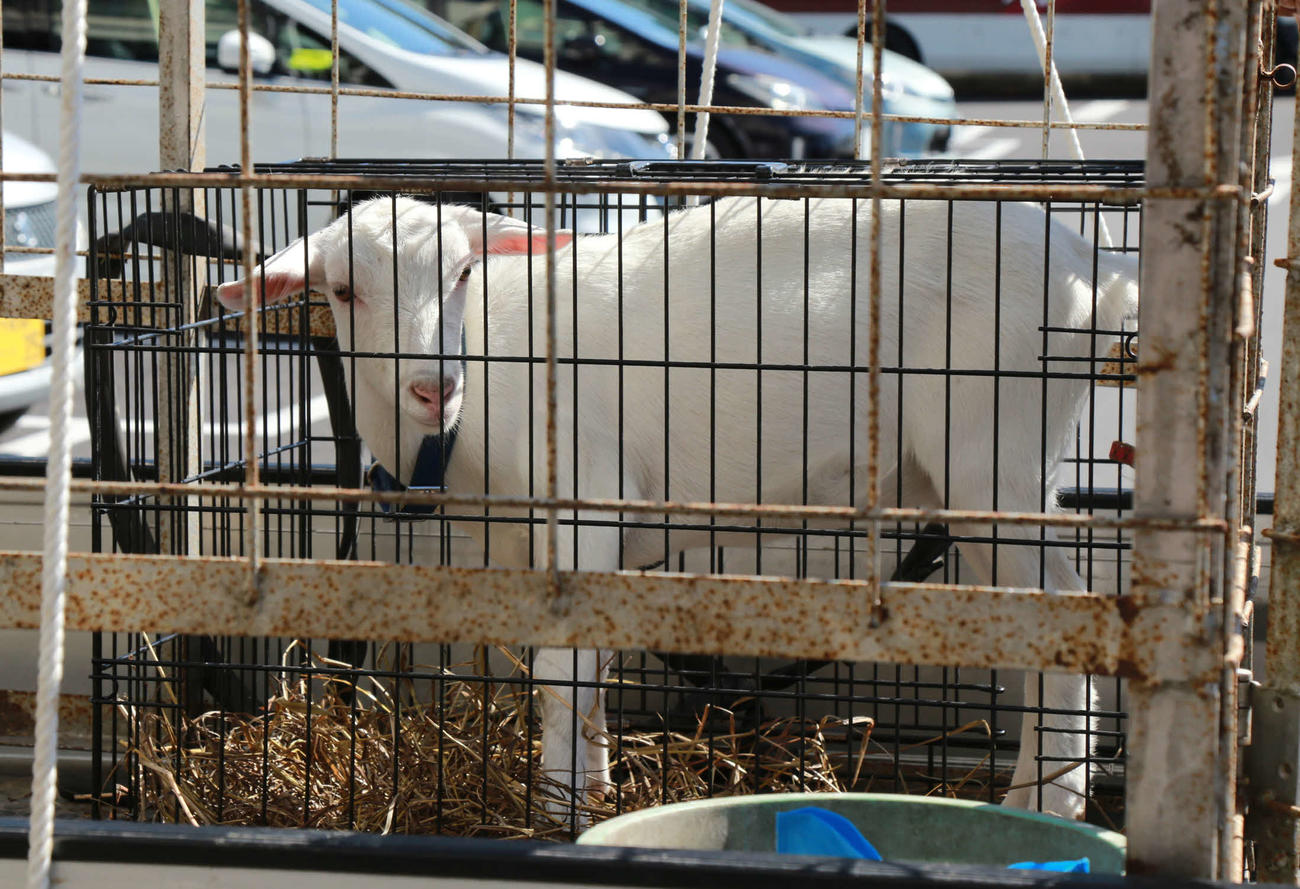 捕獲された子ヤギ（佐倉市提供）