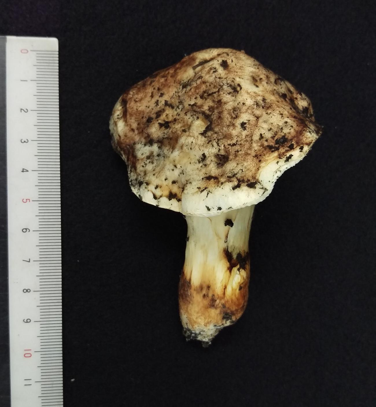 人工栽培に成功したバカマツタケ。バカ呼ばわりされるが、環境省はマツタケと同じ「準絶滅危惧」に認定している（提供写真）