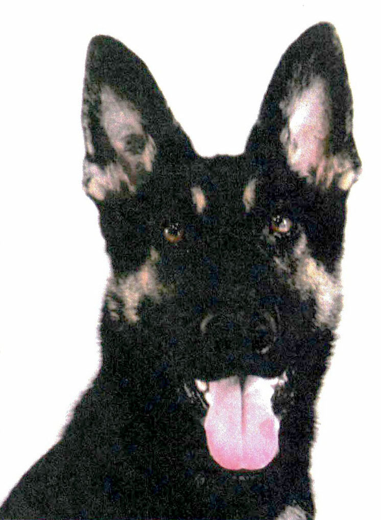 警察犬「クレバ号」（兵庫県警提供＝共同）